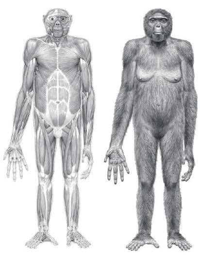 Arent Bigfoot/sasquatch just old version of humans?
