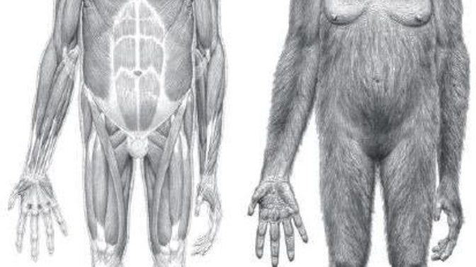 Aren't Bigfoot/sasquatch just old version of humans?