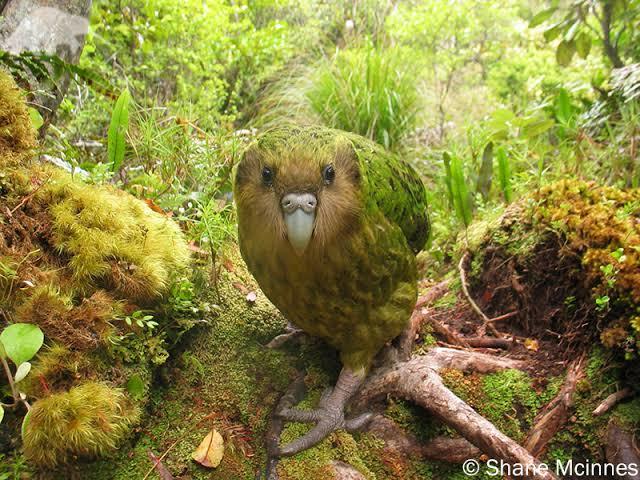Which New Zealand Native Bird Do You Like Best?