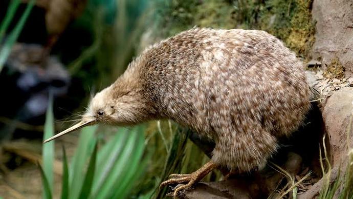 Which New Zealand Native Bird Do You Like Best?