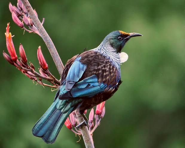 Which New Zealand Native Bird Do You Like Best?