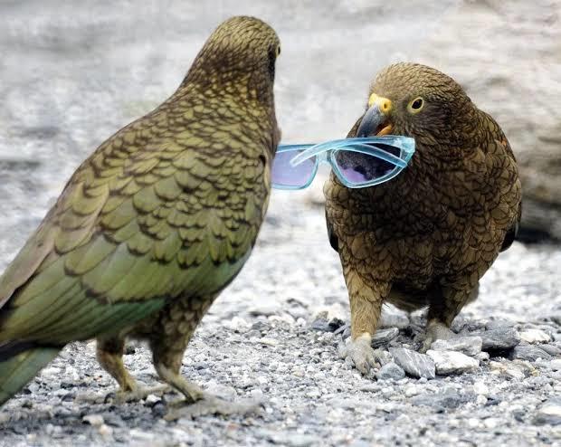 Which New Zealand Native Bird Do You Like Best?