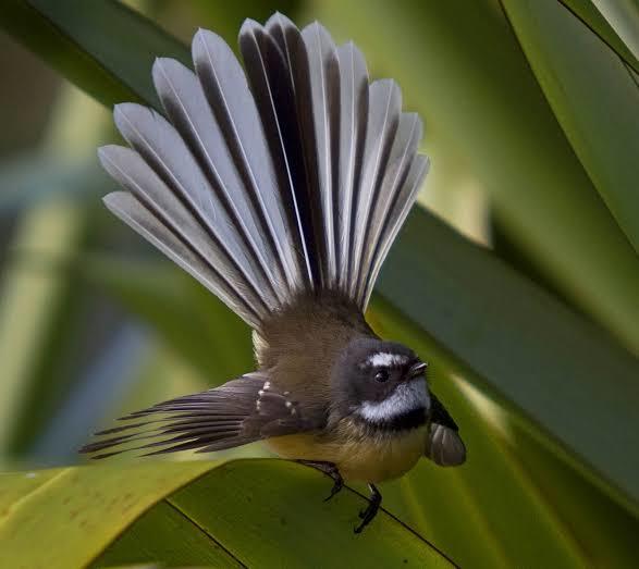 Which New Zealand Native Bird Do You Like Best?