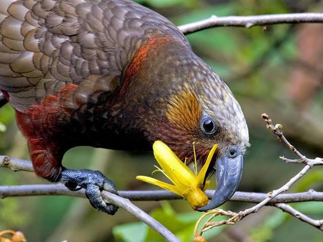Which New Zealand Native Bird Do You Like Best?
