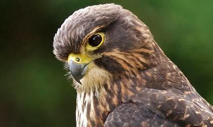 Which New Zealand Native Bird Do You Like Best?