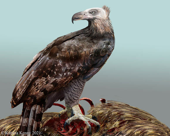 Which New Zealand Native Bird Do You Like Best?
