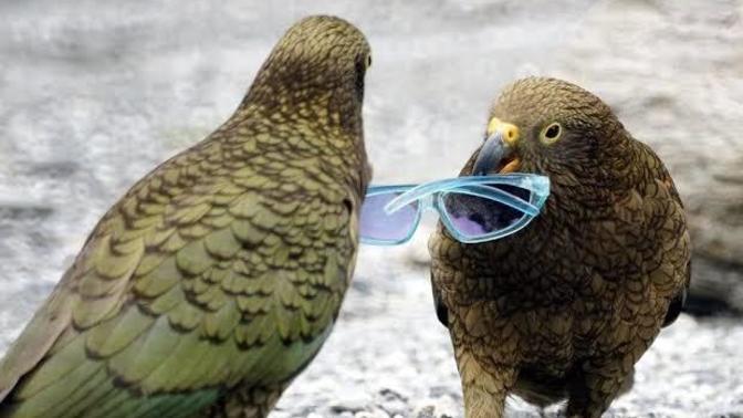 Which New Zealand Native Bird Do You Like Best?