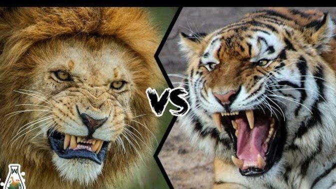 A Lion or A Tiger? And do you feel like you're the real king of the jungle?