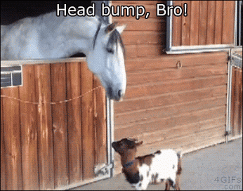 Girls how would you feel if two guys you liked headbutted each other to see who gets to mate with you?
