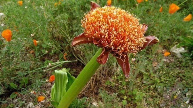 Spring is coming. Do you plant to plant anything?