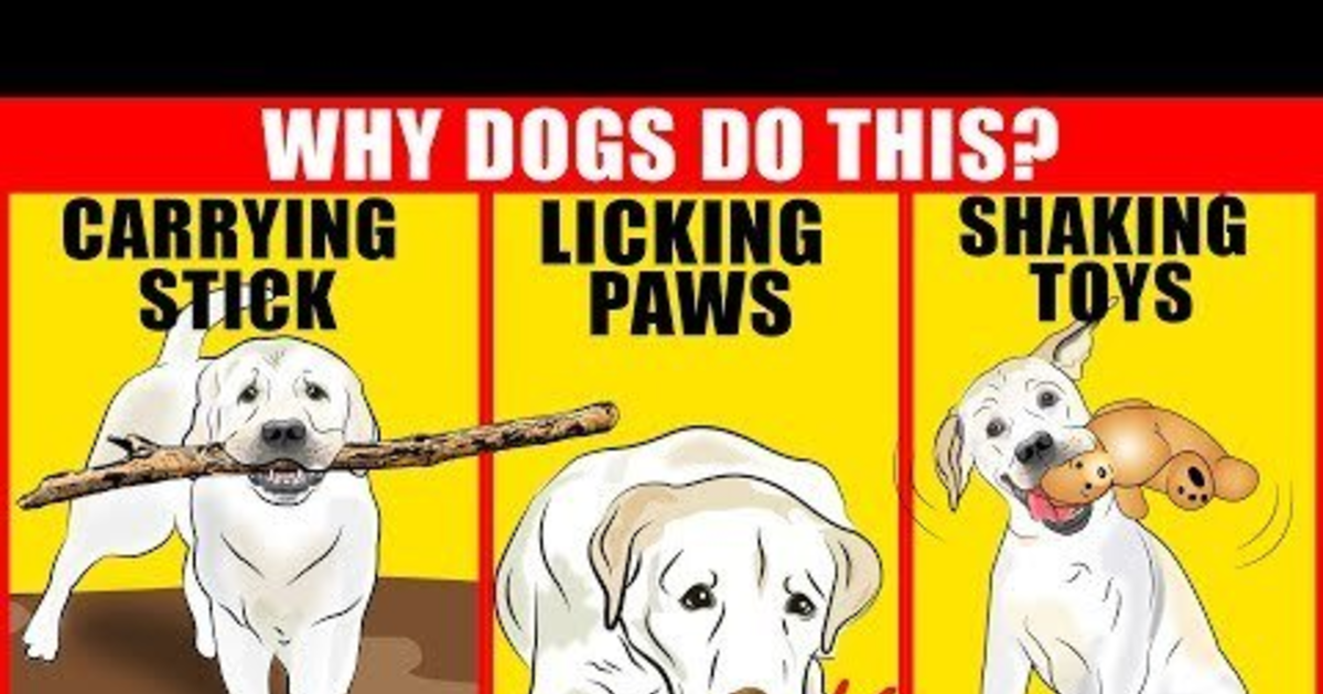 Why do guys like smelling a girl's coochie? Sexuality