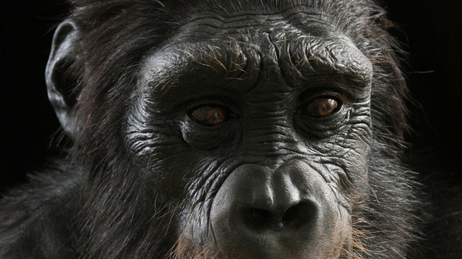 If evolution is ever proven to be 100% correct, would that mean God does not exist? How would this impact society on all levels?
