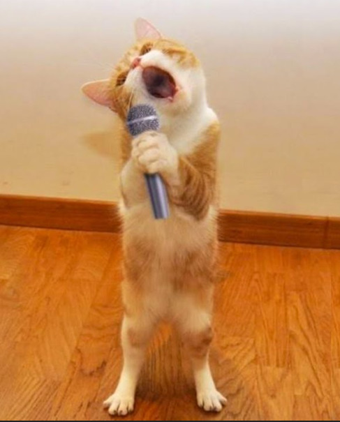 What is a talent you dont have, but wish you did?