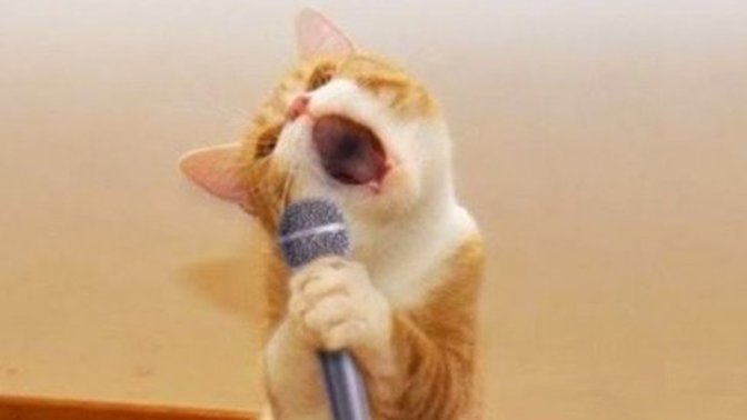 What is a talent you don't have, but wish you did?