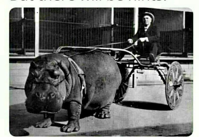Why didnt hippopotamus power take off like horse power did?
