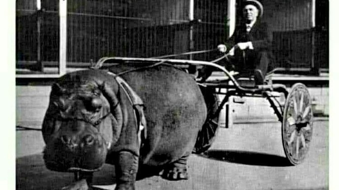 Why didn't hippopotamus power take off like horse power did?