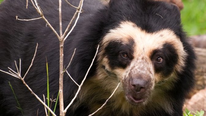 Do You Know That The Short Faced Bears Still Exist?