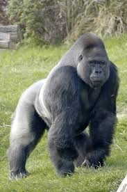 Could 100 men defeat a gorilla?