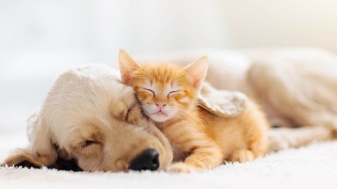 If you are a cat or a dog lover, would it be a deal-breaker going out with someone who hates your preference in pets?