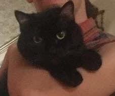Shadow is my cat.