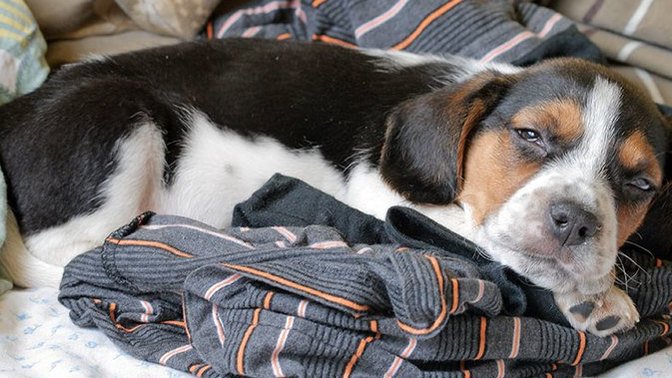 My boyfriend gets upset when I complain about his dog. Thoughts?