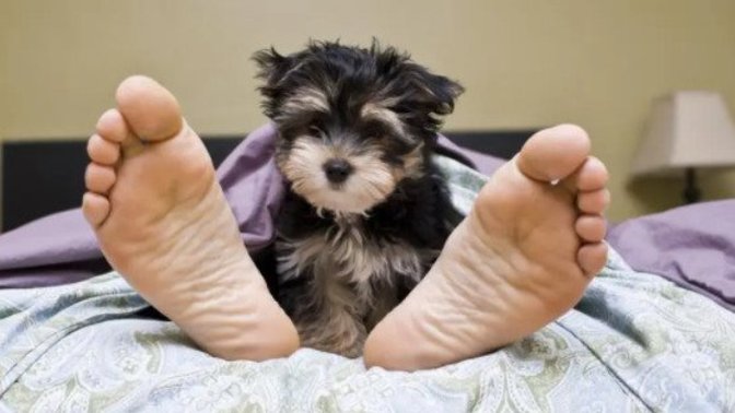 Should I be a professional pet snuggler?