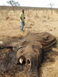 Should elephant poaching be illegal?