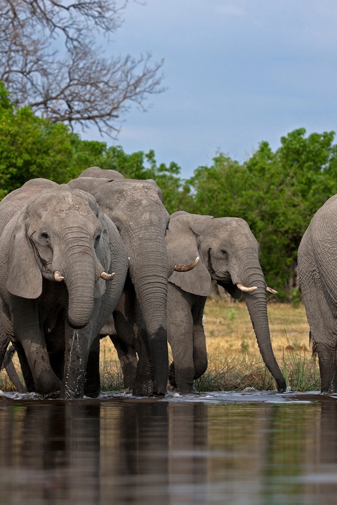 Should elephant poaching be illegal?