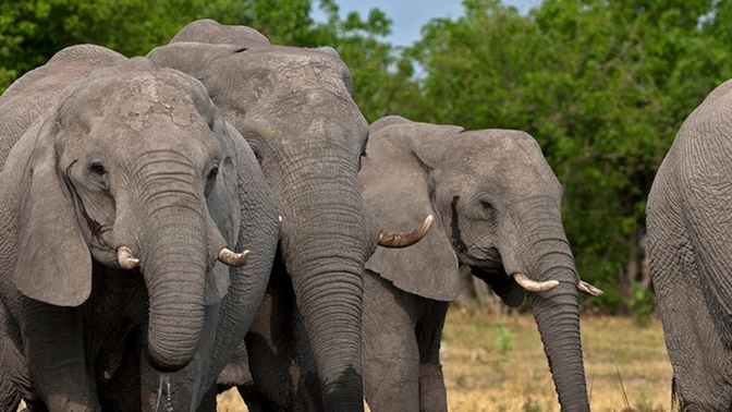 Should elephant poaching be illegal?