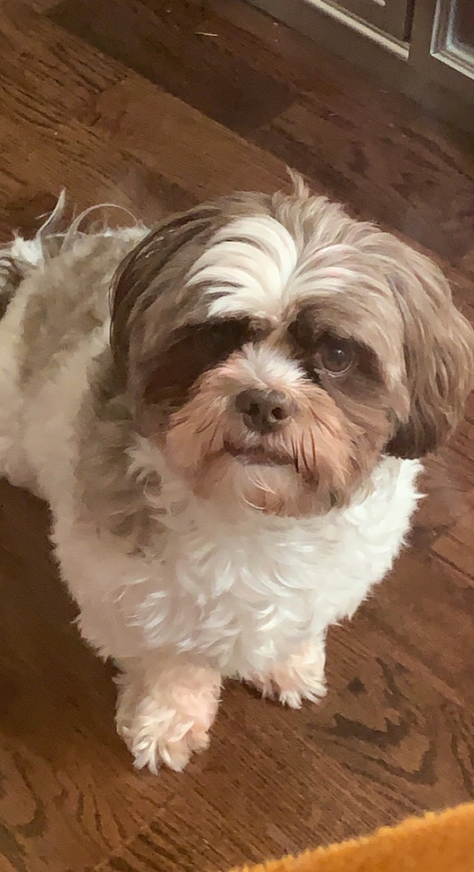 Why does my boyfriend have a pet peeve of me spoiling my dog/pets?