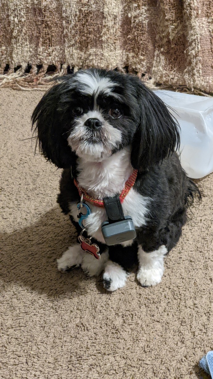 Why does my boyfriend have a pet peeve of me spoiling my dog/pets?