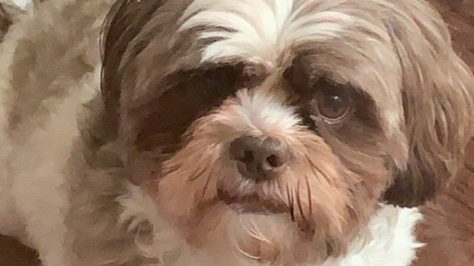 Why does my boyfriend have a pet peeve of me spoiling my dog/pets?
