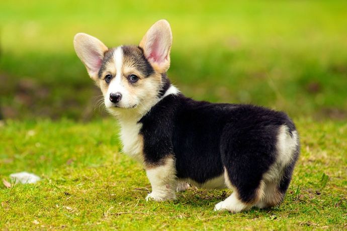 What is your favorite pet type?