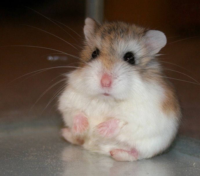 What is your favorite pet type?