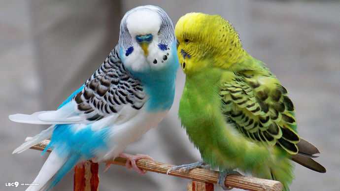 What is your favorite pet type?