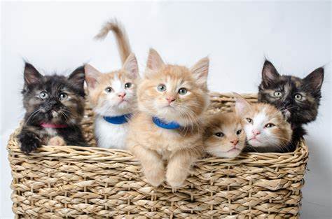 What is your favorite pet type?