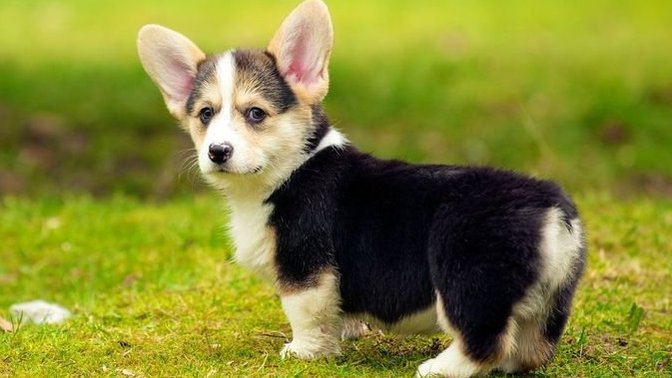 What is your favorite pet type?