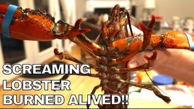 Who wants to support my cause to end the cruel practice of boiling shell fish alive?