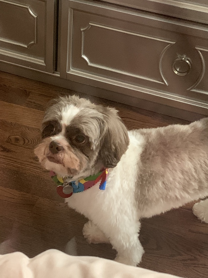 Which way does my dog look better?