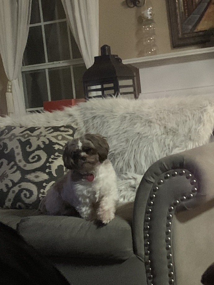 Which way does my dog look better?