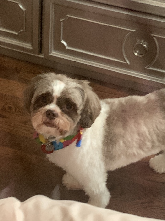 Which way does my dog look better?
