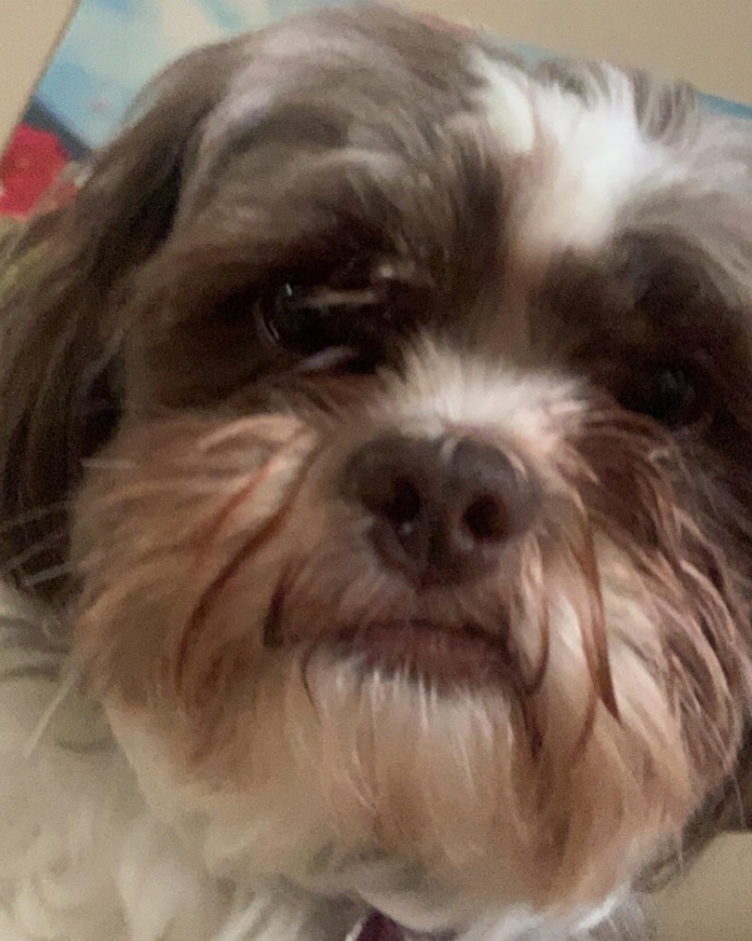 Which way does my dog look better?