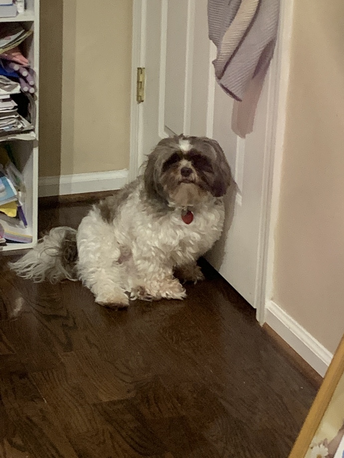 Which way does my dog look better?