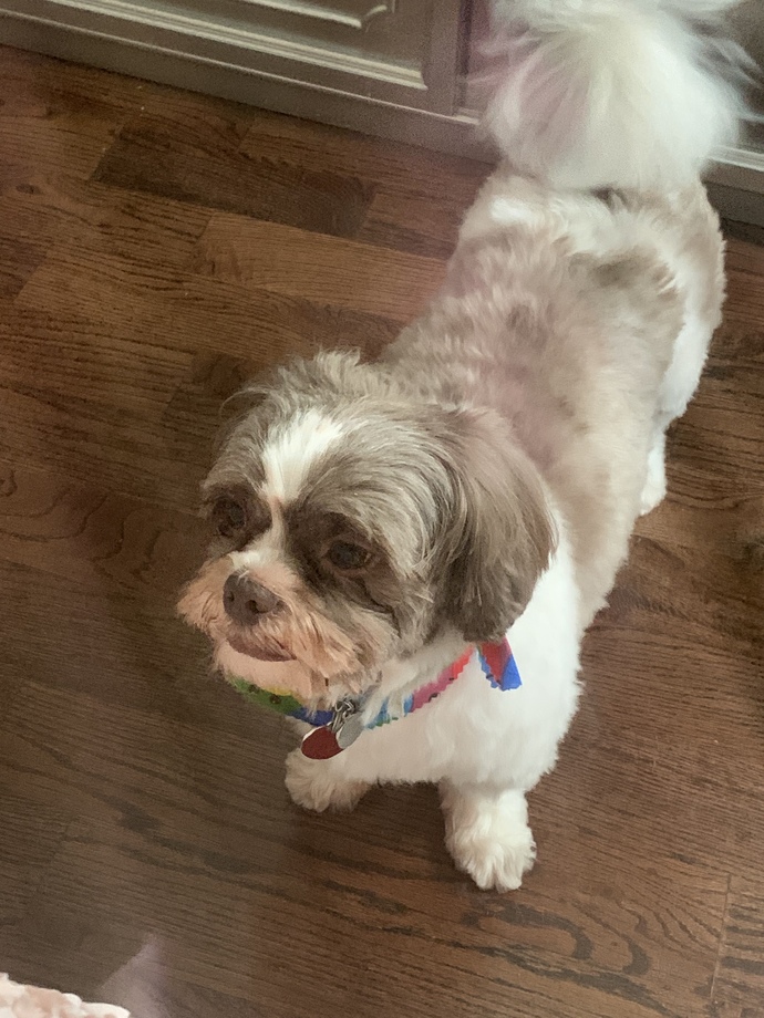 Which way does my dog look better?