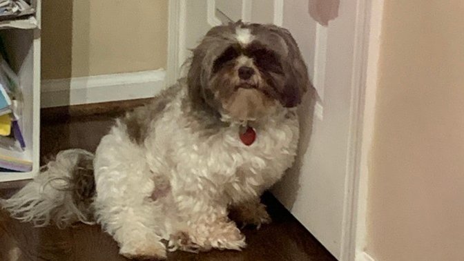 Which way does my dog look better?