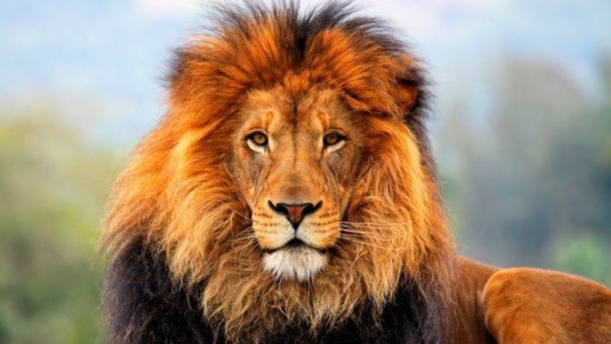 If humans became extinct over the next few years, what land animal would be in the best position to become the next dominant life form on the planet?