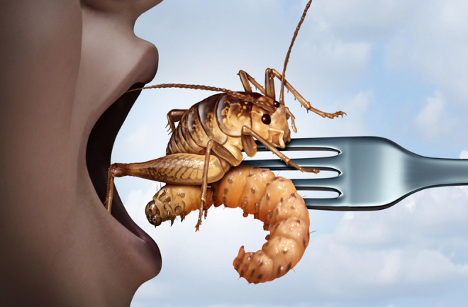 Has anyone ever tricked you into eating a bug or did you ever eat one by mistake?