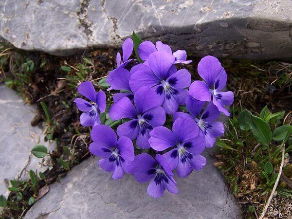 Violet flower