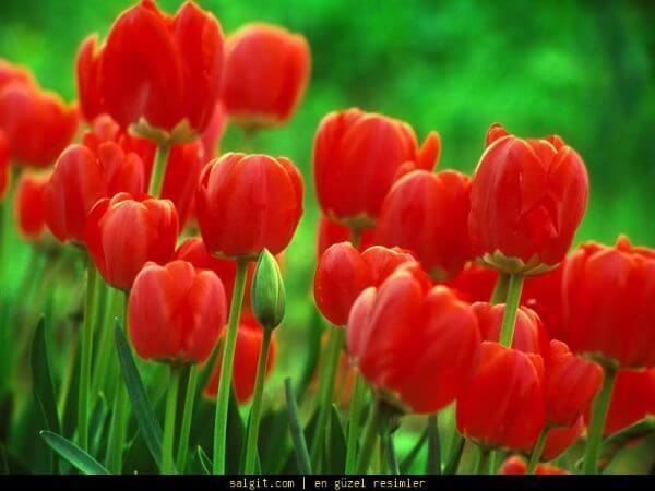 Tulip