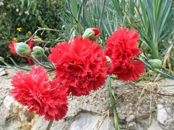 Carnation